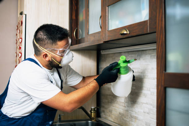 Wasp Removal Services in Fair Haven, NY